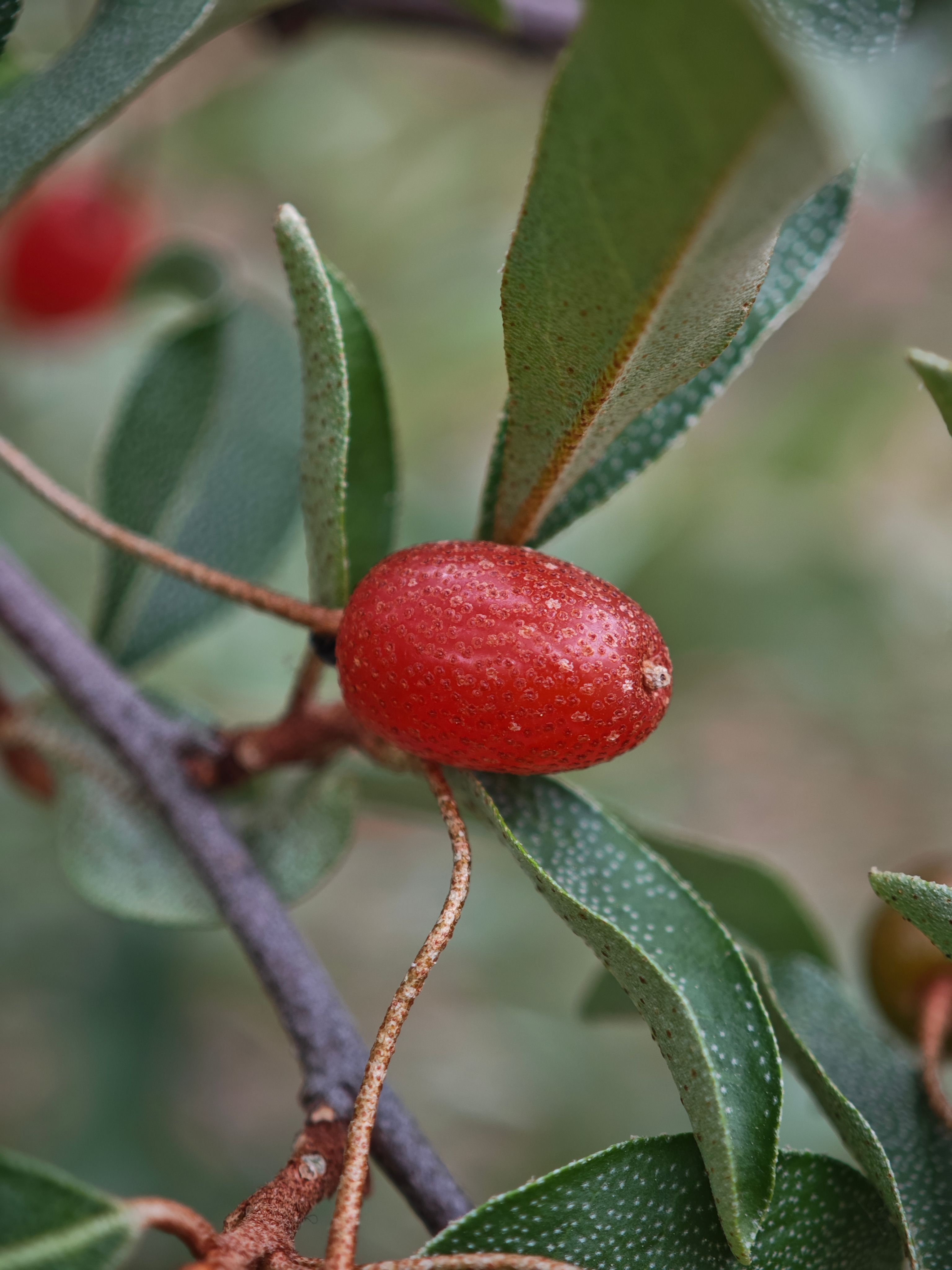Detailed macro shot of a red berry on a branch surrounded by green leaves, highlighting natural textures.