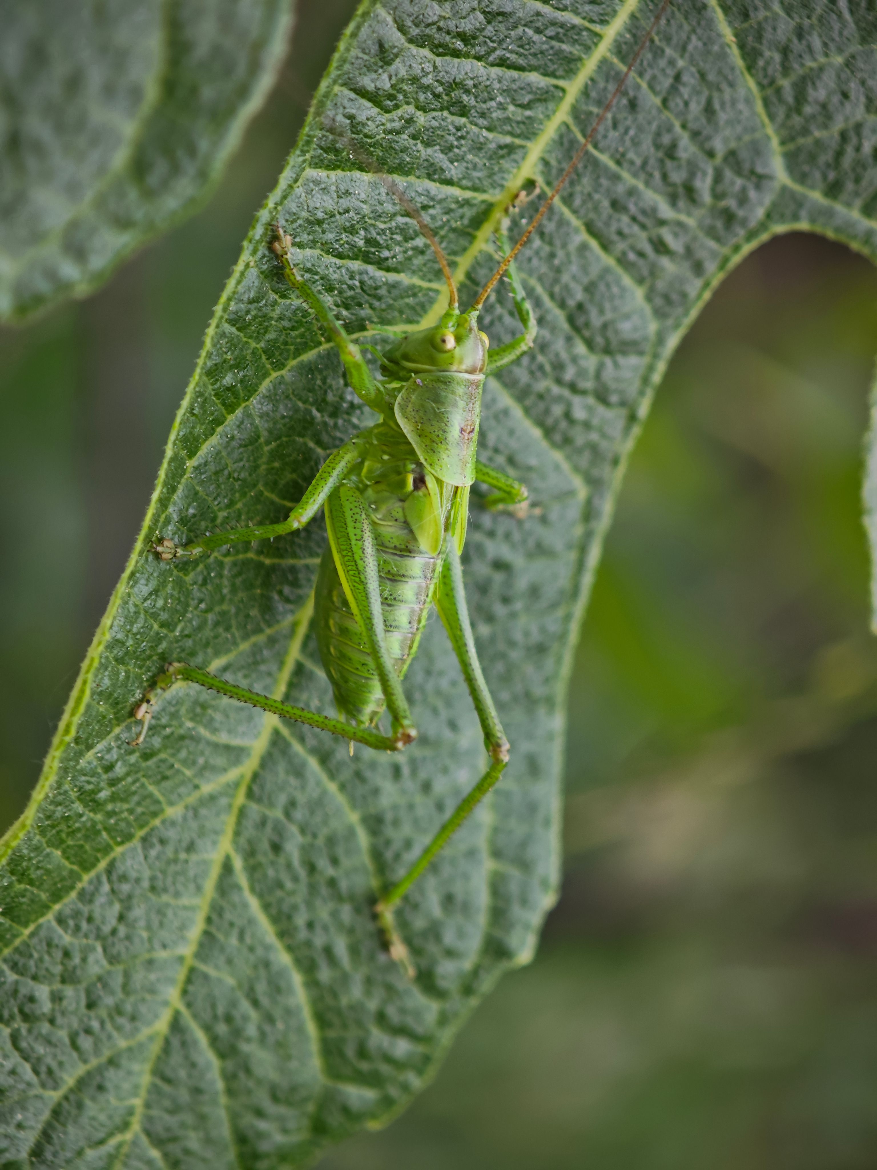 Detailed shot of a green grasshopper perched on a leaf, showcasing its vibrant color and natural habitat.