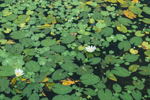 Free A peaceful scene of green lily pads and white water lilies floating on a pond. Stock Photo