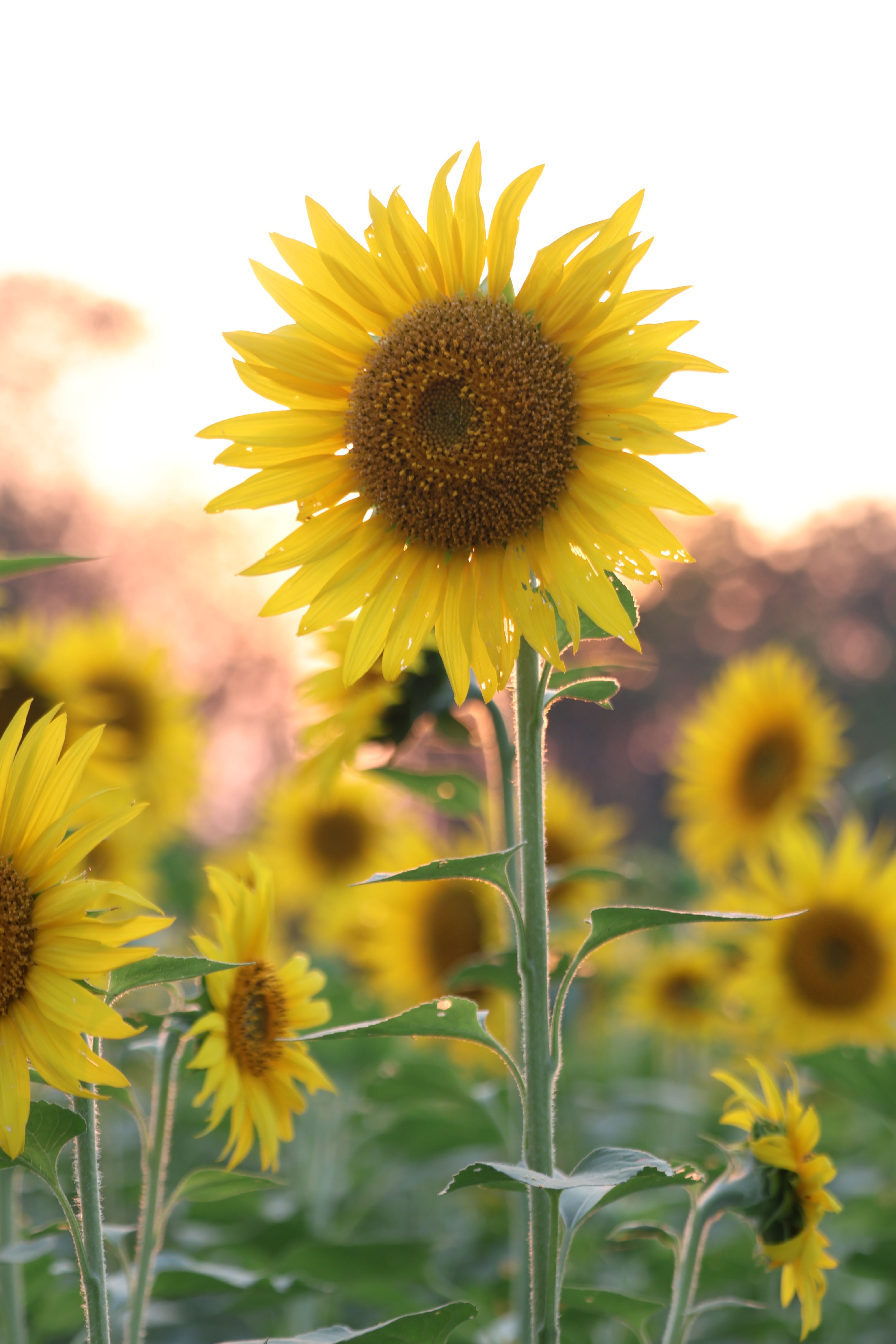 Vibrant Sunflower in Monza Sunlit Field · Free Stock Photo