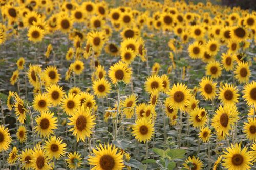 Free A beautiful sunflower field under a clear sky, showcasing nature's vibrant colors. Stock Photo