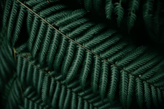 Macro photograph capturing the intricate pattern and texture of dark green fern leaves.