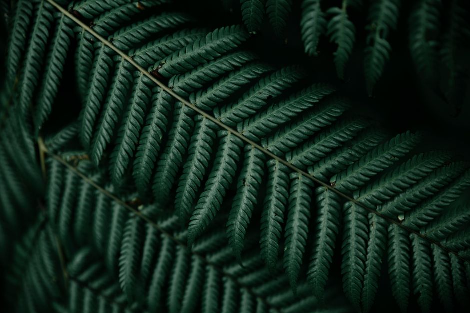 Macro photograph capturing the intricate pattern and texture of dark green fern leaves.