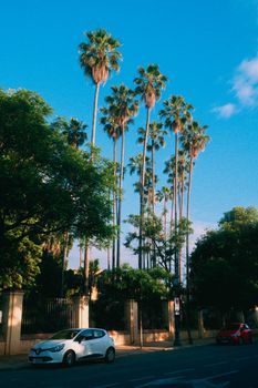 Vibrant palm trees tower under a clear blue sky in Seville, capturing the essence of Andalusia's outdoor beauty.