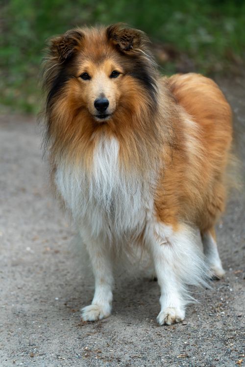 Free A beautiful collie standing on a path, exuding elegance and intelligence. Stock Photo