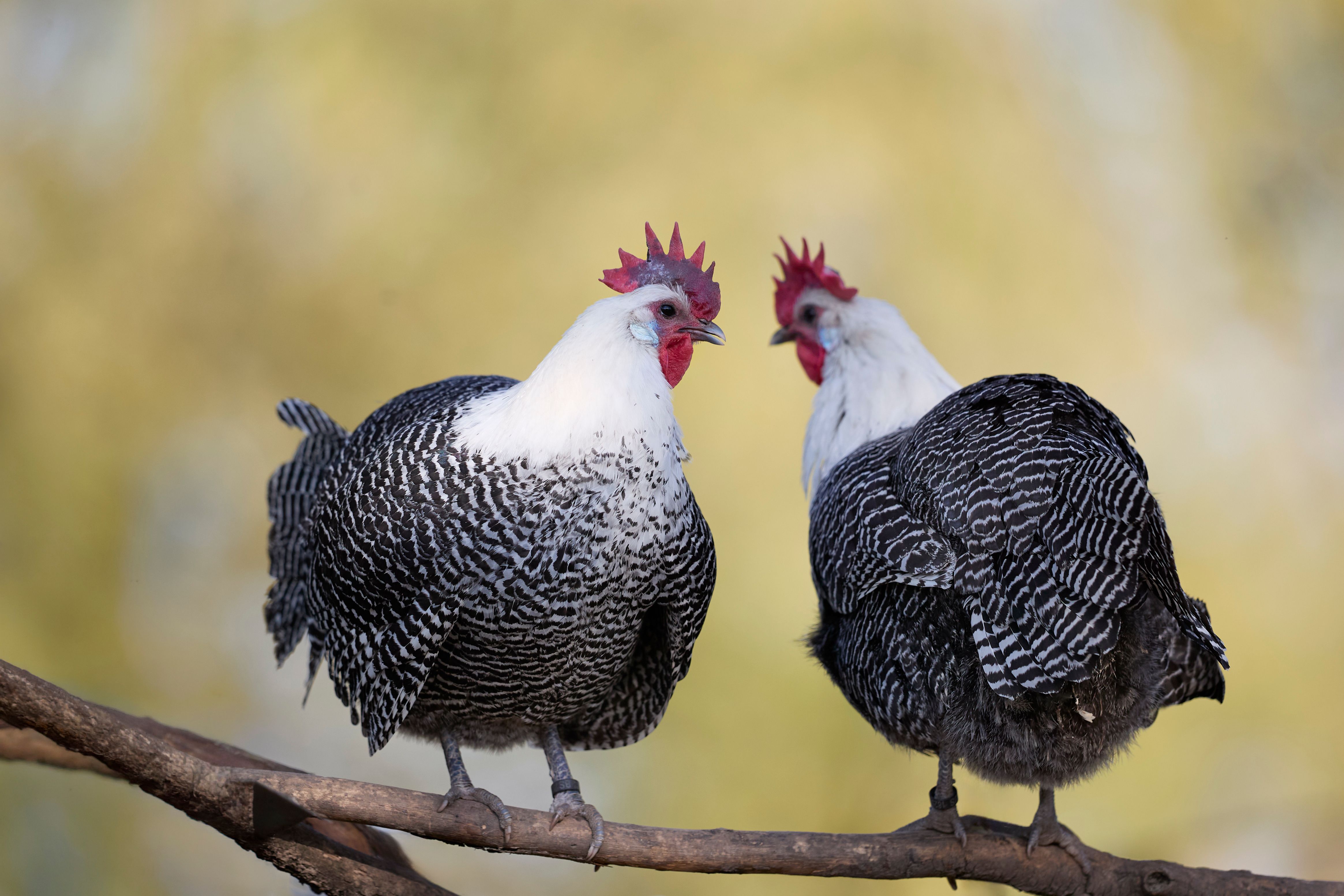 Top 10 poultry technology trends of 2026 (so far) — Photo by Erwin Bosman on Pexels