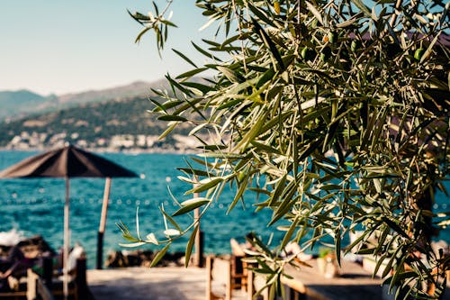 Free stock photo of adriatic, bar, beach Stock Photo