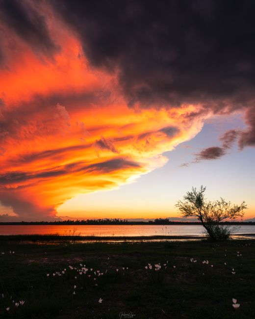 Vivid orange sunset with dramatic clouds over a serene river and silhouetted tree.