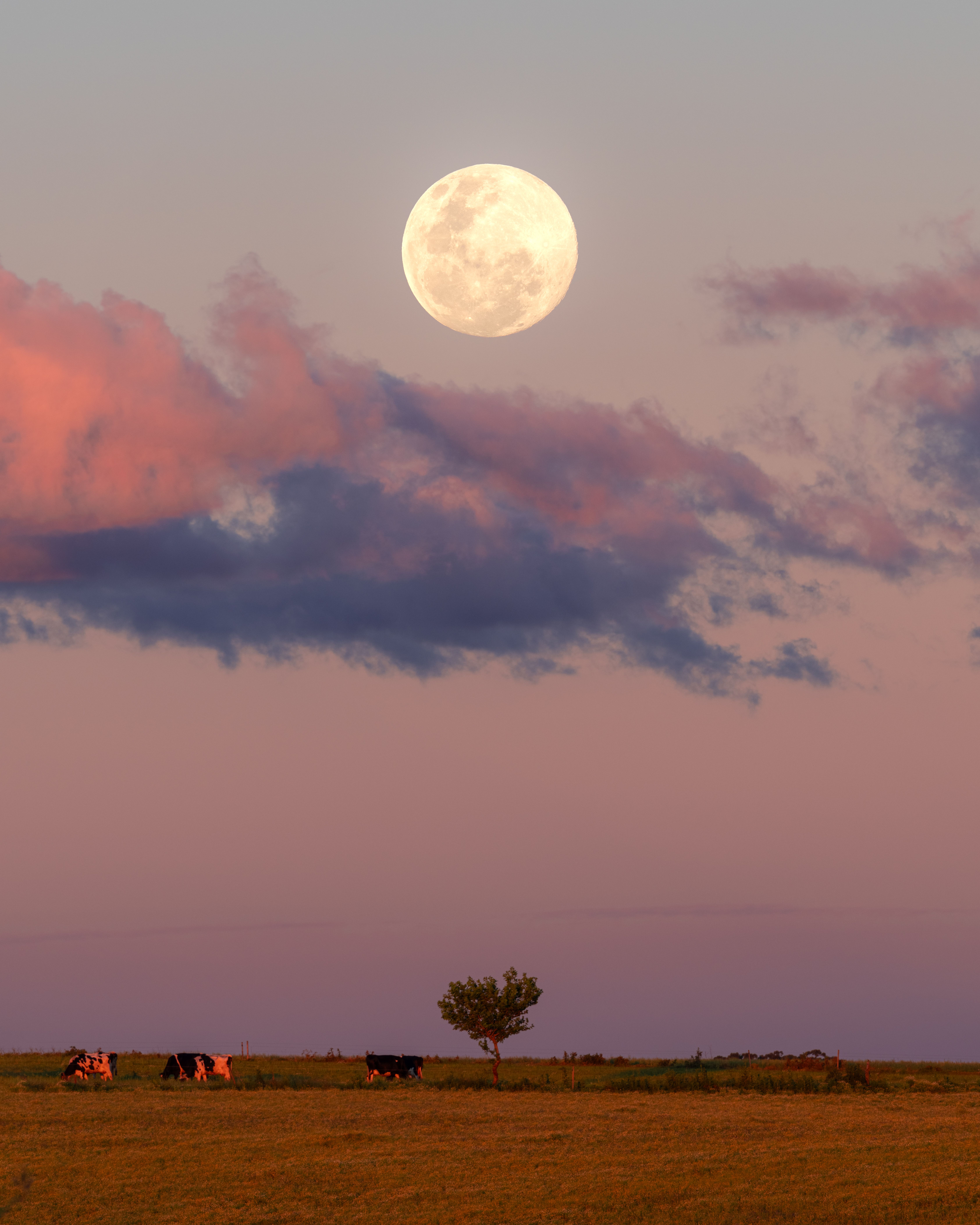 A serene rural scene with cows under a full moon and pink twilight sky in a field.