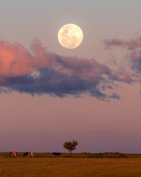 A serene rural scene with cows under a full moon and pink twilight sky in a field.