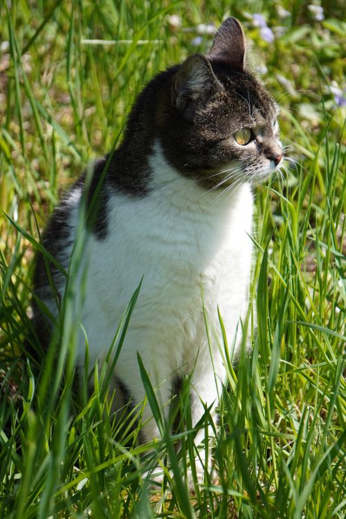 Free Cute domestic cat sitting in a lush grassy garden in Târgu Mureș, Romania. Stock Photo