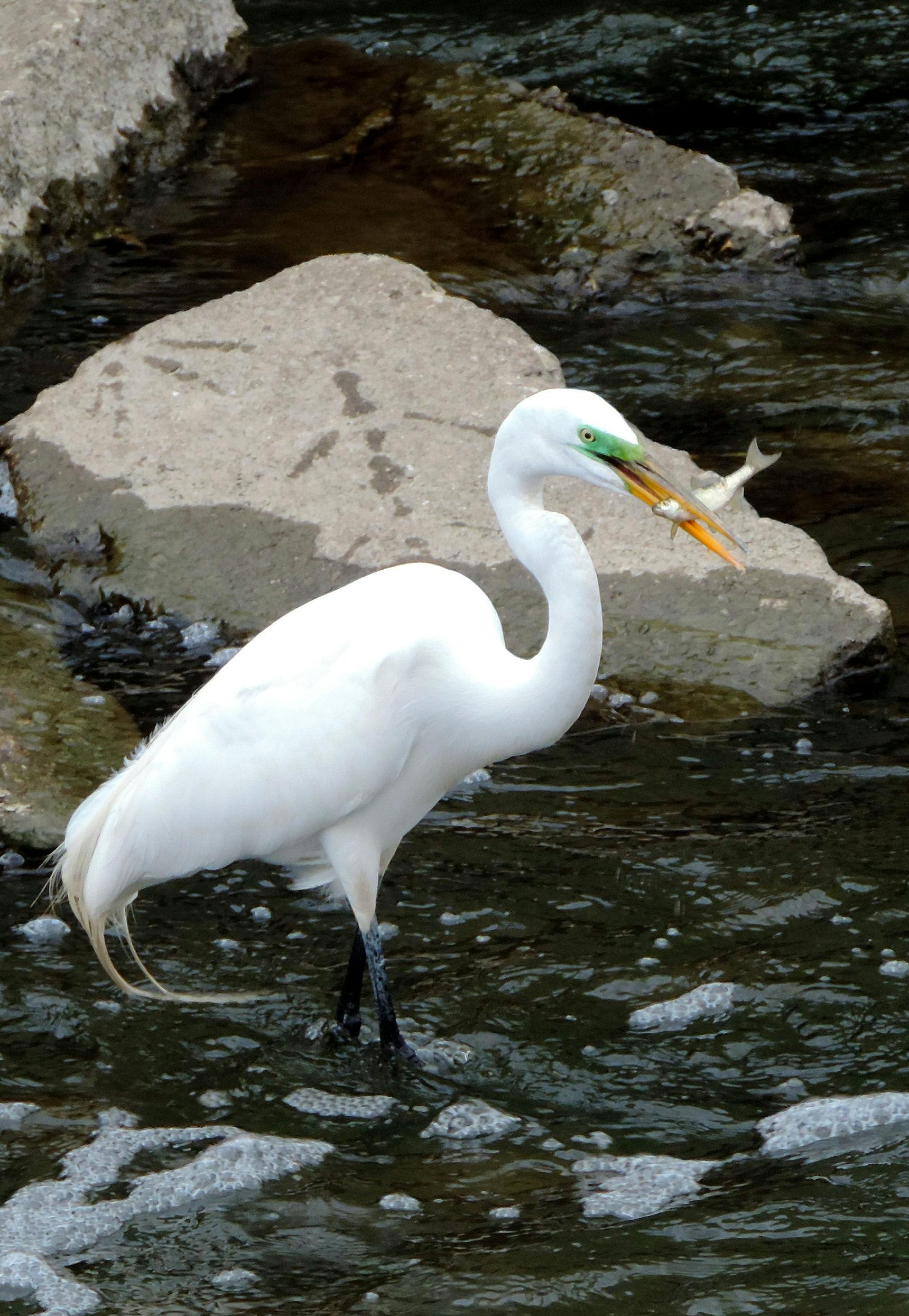 A Great Egret catches a fish in a rocky stream, showcasing its hunting skills.