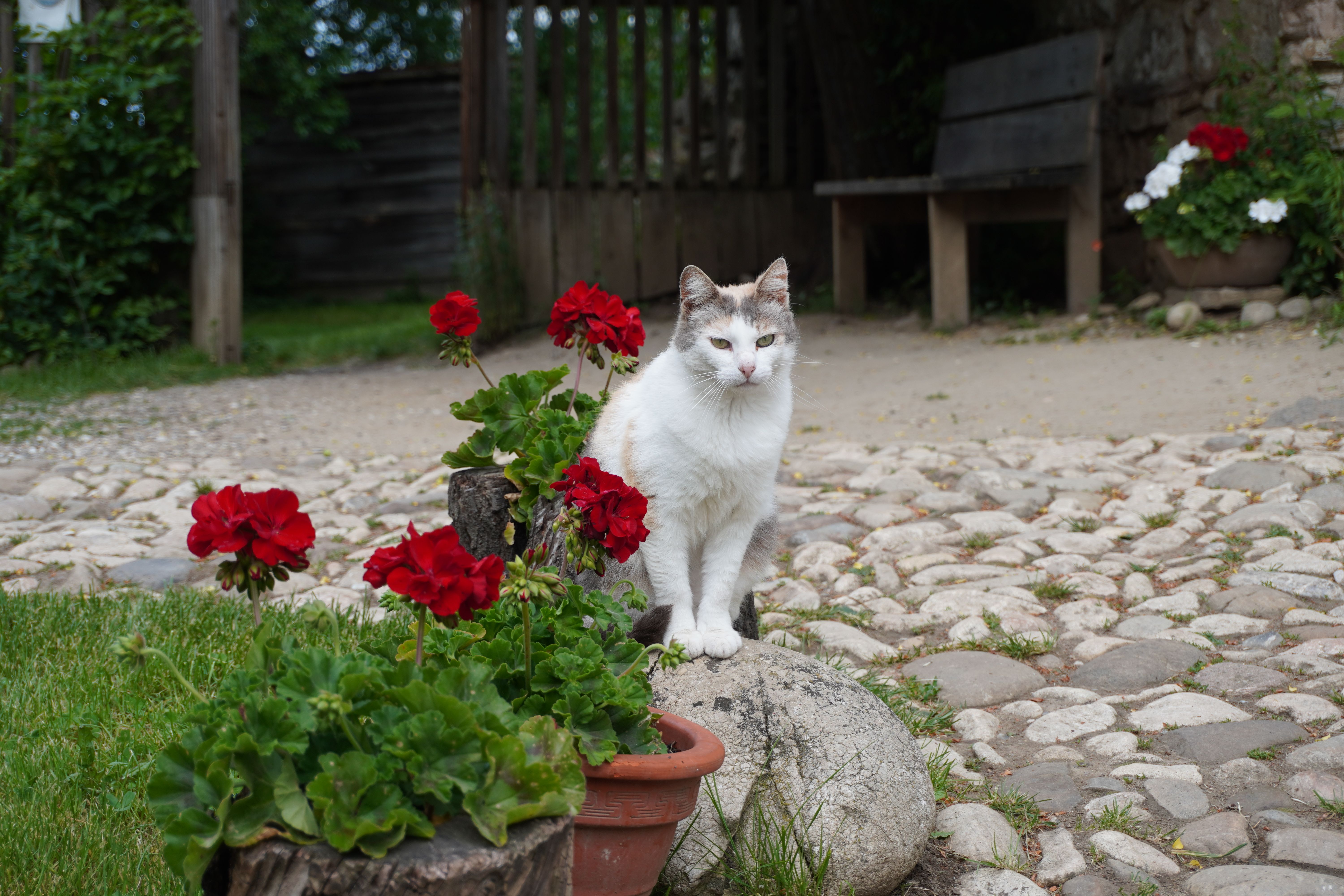 Prénom chat en 2026 : idées et inspirations - Bien choisir le prénom de son chat : critères et conseils