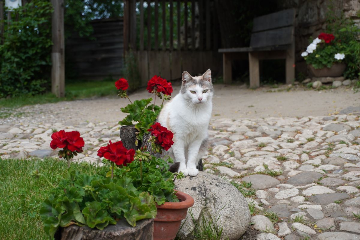 Prénom chat en 2026 : idées et inspirations - Bien choisir le prénom de son chat : critères et conseils