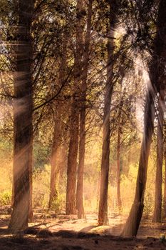 Captivating view of a sunlit forest with golden light rays streaming through trees.