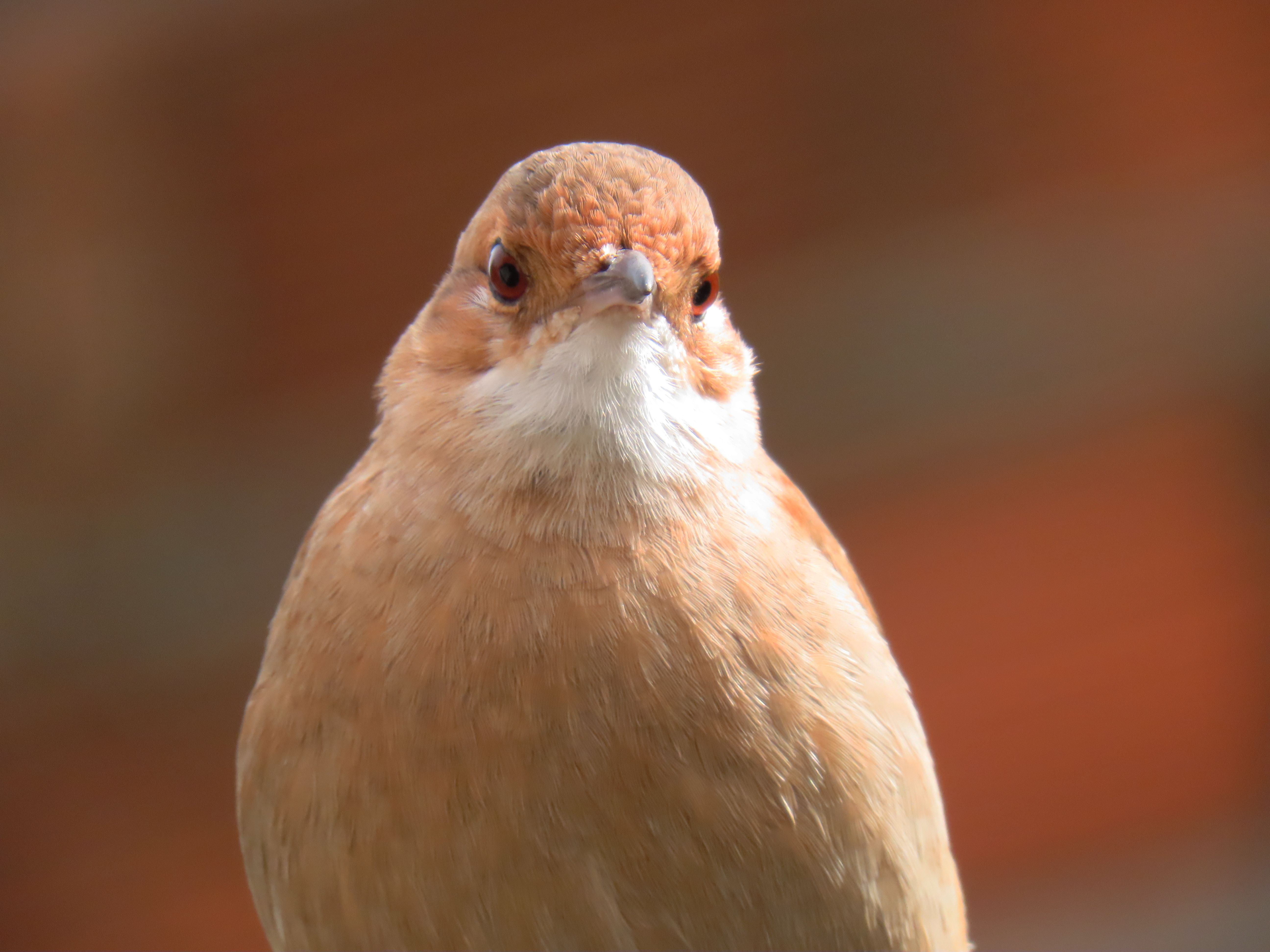 Stunning close-up of a Rufous Hornero bird with soft focus background in Santa Maria, Brazil.