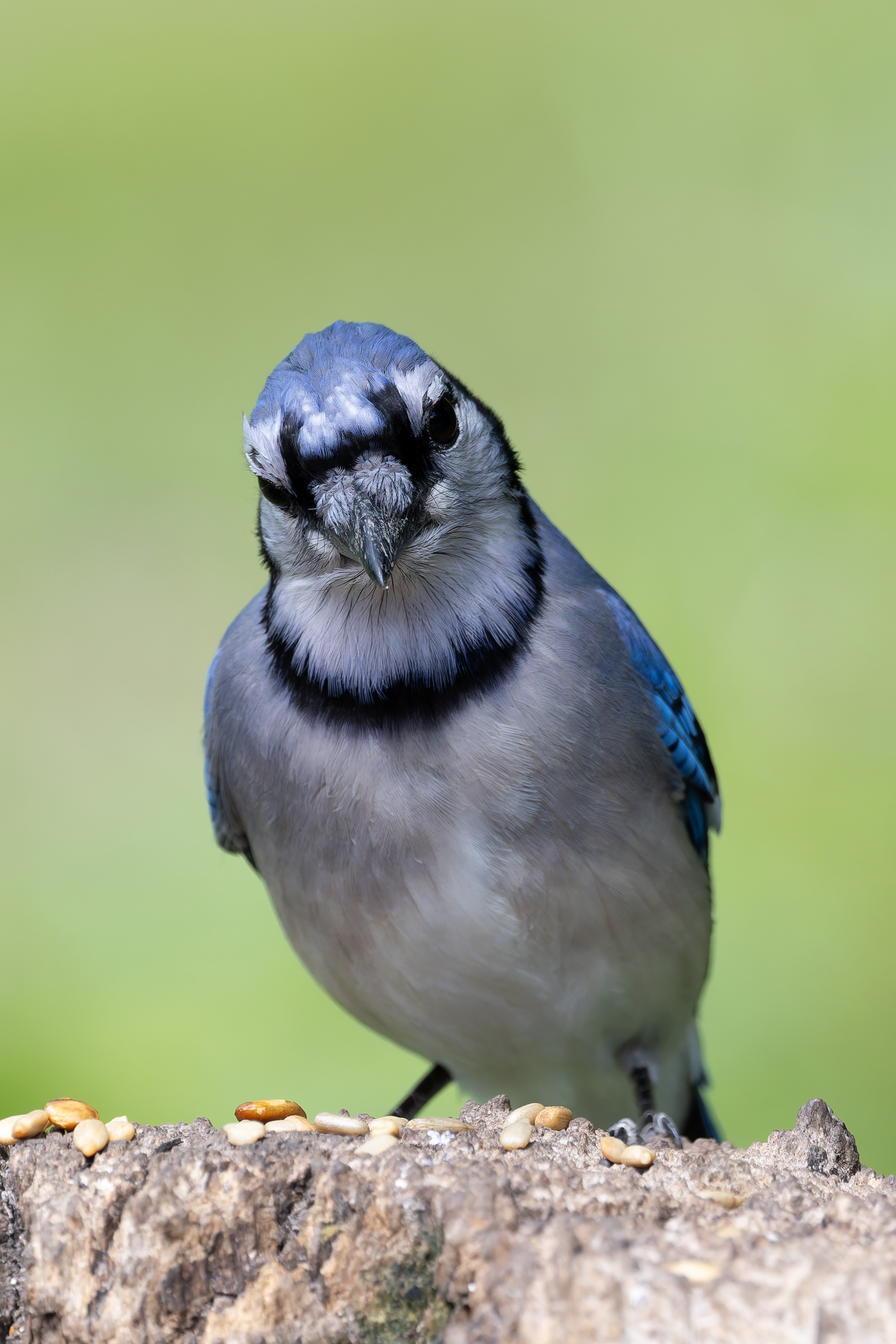 Detailed shot of a Blue Jay perched on a tree stump with seeds.