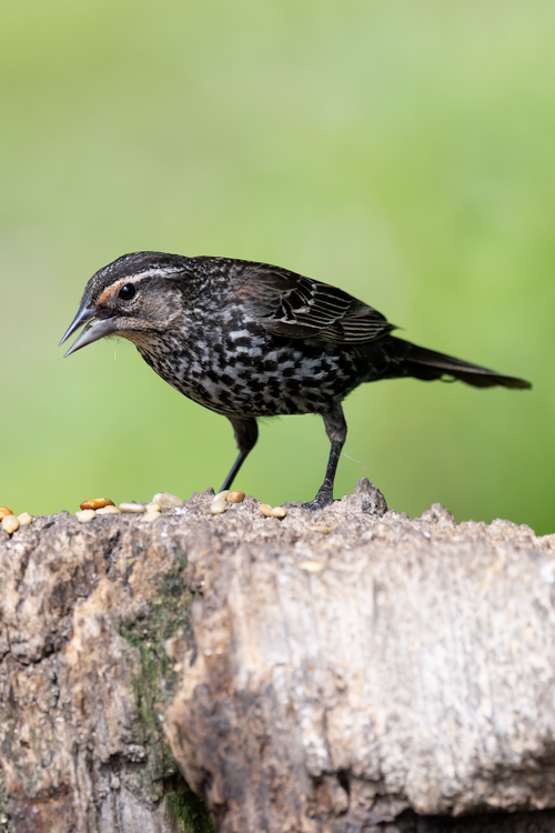 Free Close-up of a female Red-winged Blackbird perched on a log with seeds. Stock Photo