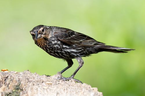 Free Detailed image of a female Red-winged Blackbird (Agelaius phoeniceus) perched. Stock Photo