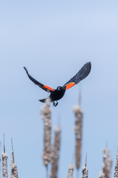 A Red-winged Blackbird soaring above cattails in a serene marsh setting.