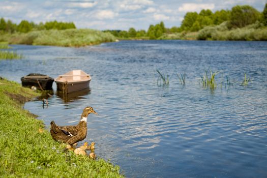 A peaceful riverside scene in Chernihiv Oblast, Ukraine, with a duck and ducklings by the water.