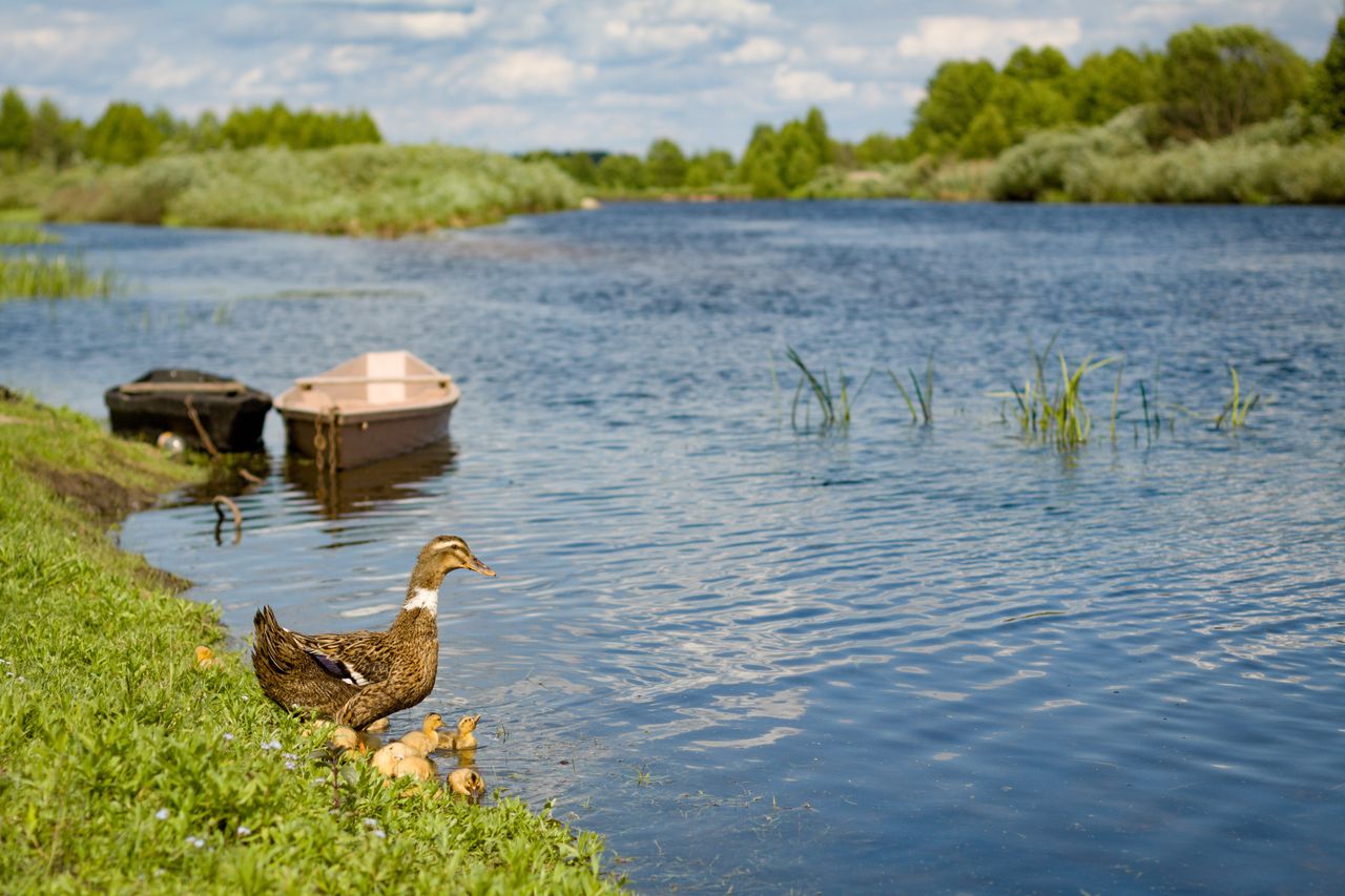 a peaceful riverside scene in chernihiv oblast ukraine with a duck and