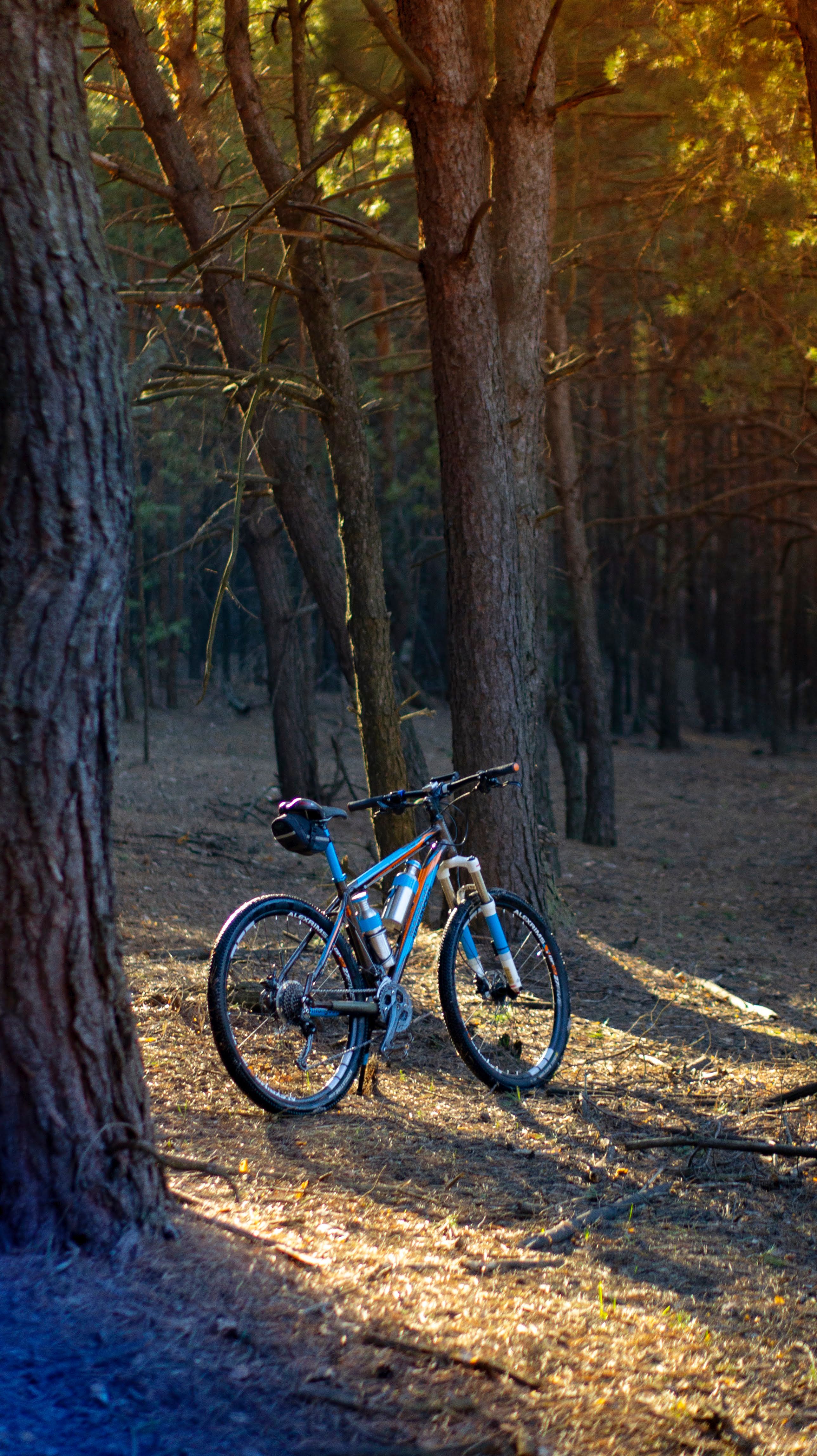 A mountain bike rests against a tree in a sunlit forest, surrounded by tall trees.