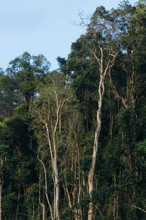 Free A scenic view of tall trees amidst a lush forest under clear skies. Stock Photo