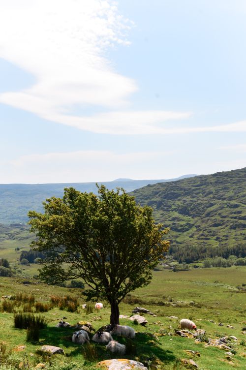 Free Tranquil Irish countryside with sheep grazing under a tree amidst rolling hills. Stock Photo