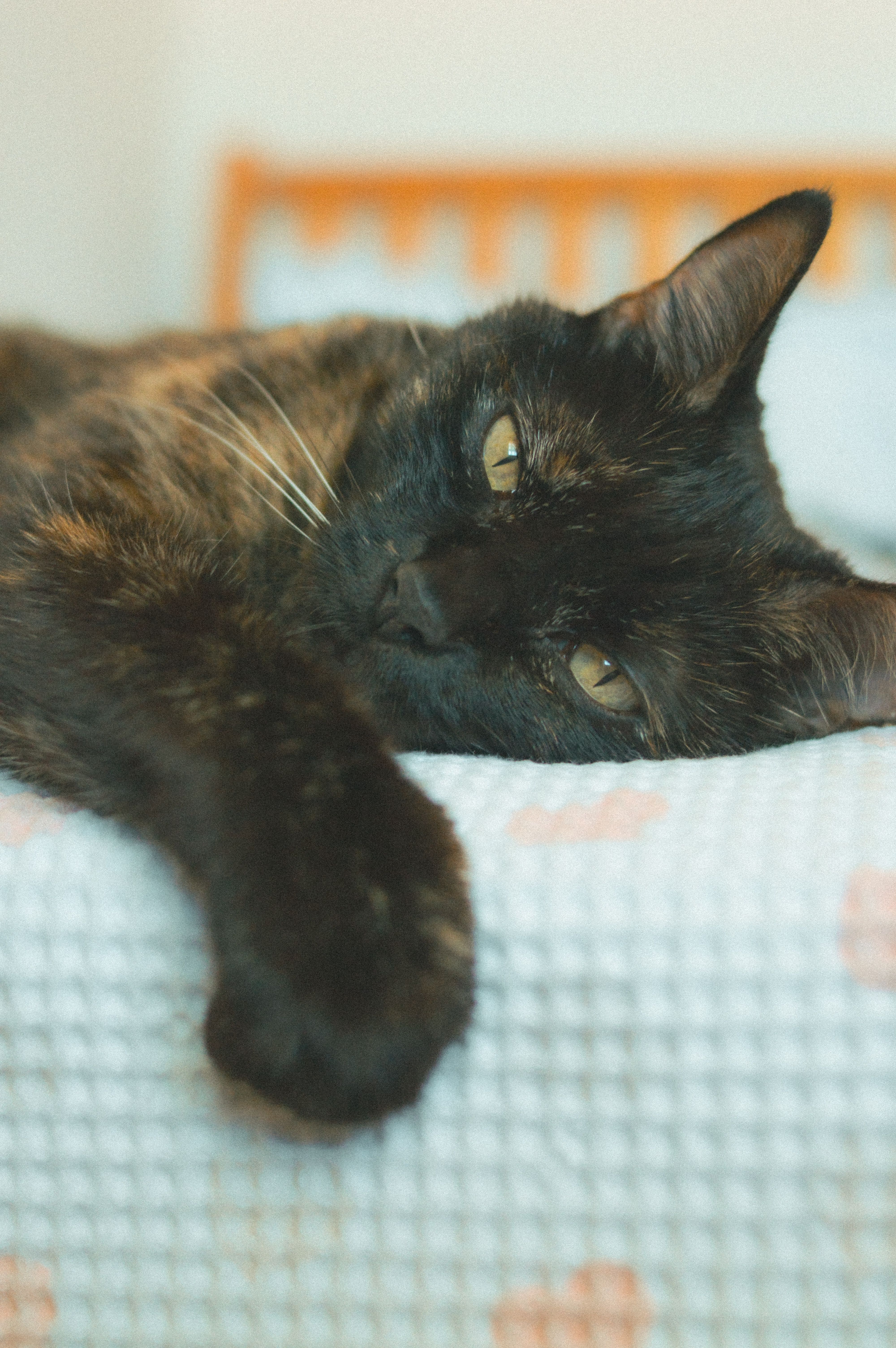 A relaxed tortoiseshell cat lies comfortably on a bed, exuding warmth and tranquility indoors.