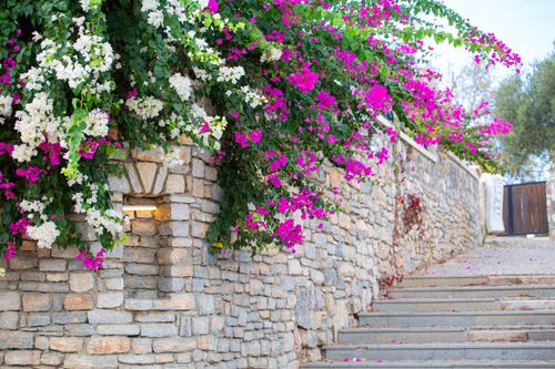 Free Beautiful bougainvillea flowers cascading over a stone wall along a charming pathway in Muğla, Turkey. Stock Photo