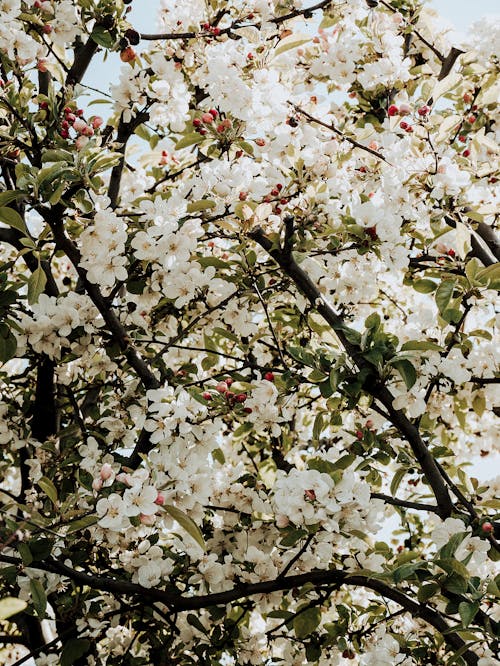 Základová fotografie zdarma na téma bílé květy, flóra, jarní čas
