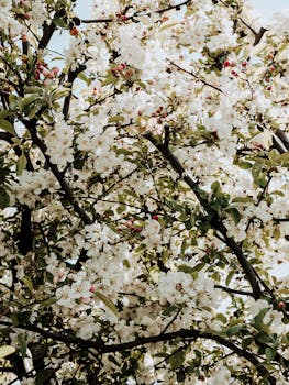 户外有一棵盛开的樱花树，充满活力，树枝错综复杂，花瓣精致