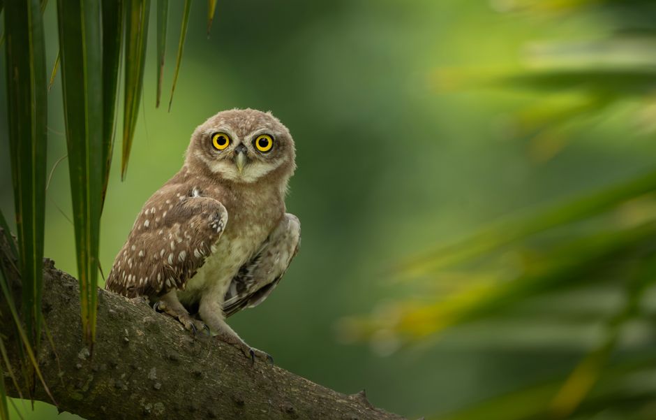 A spotted owlet with bright yellow eyes perched on a branch amidst lush green foliage.
