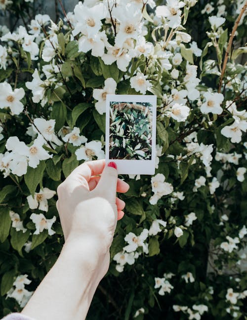 Orang Yang Memegang Foto Instan Di Dekat Bunga Putih