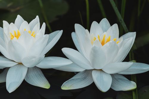 Free Close-up of two elegant white water lilies blooming in a pond. Stock Photo