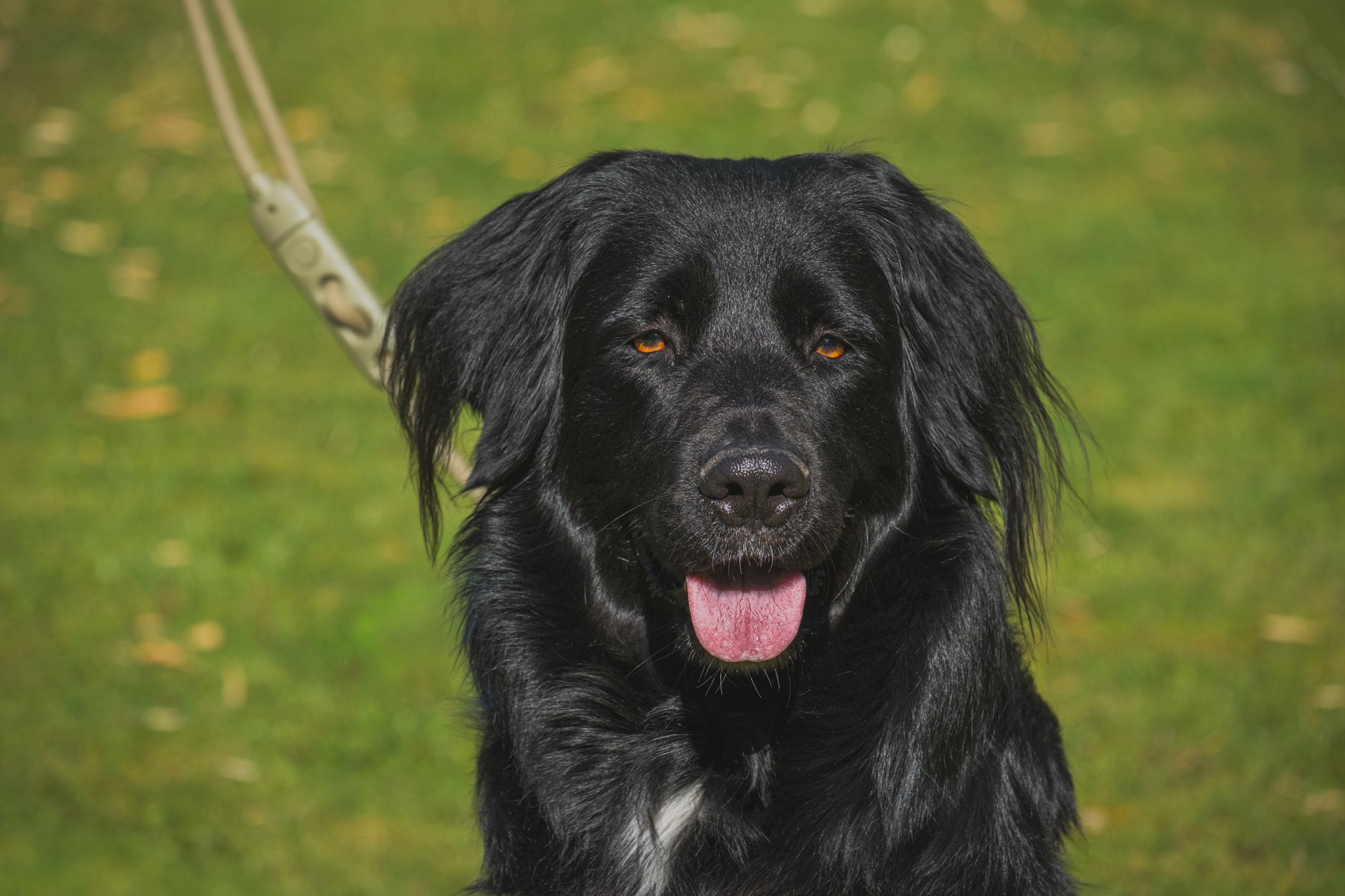 dog name