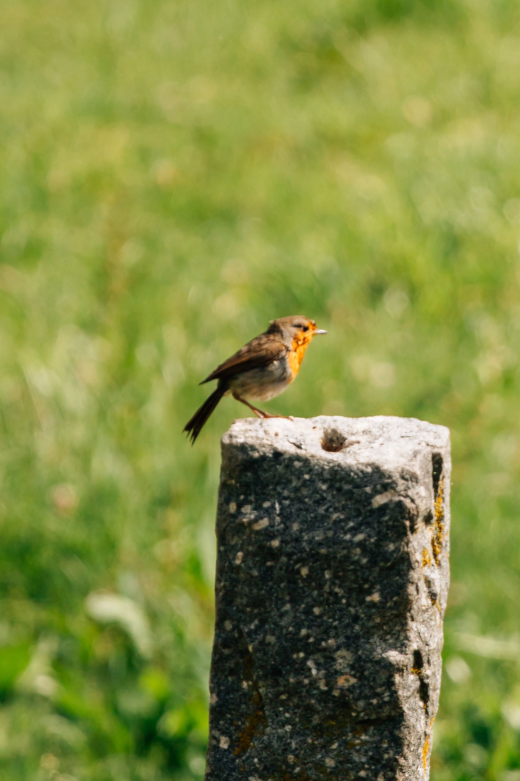 Bird Watching Past Times