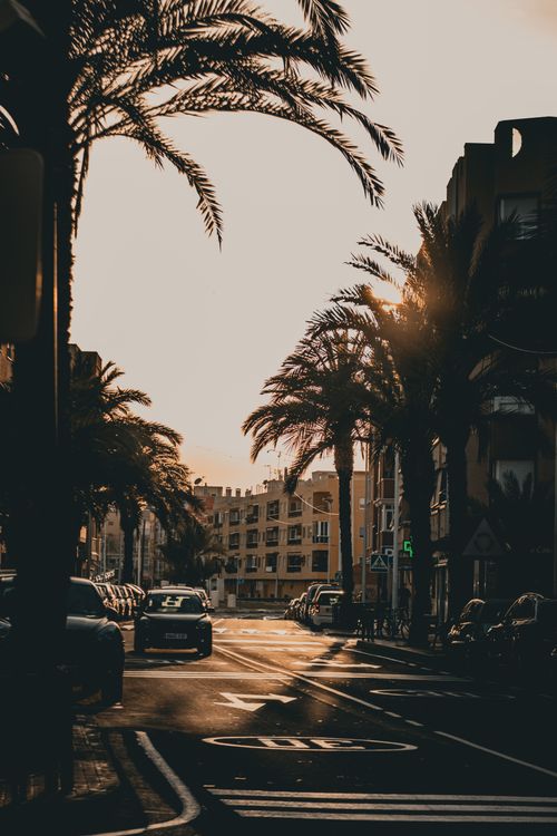 Free A tranquil sunset view of a city street lined with palm trees and cars, capturing urban serenity. Stock Photo