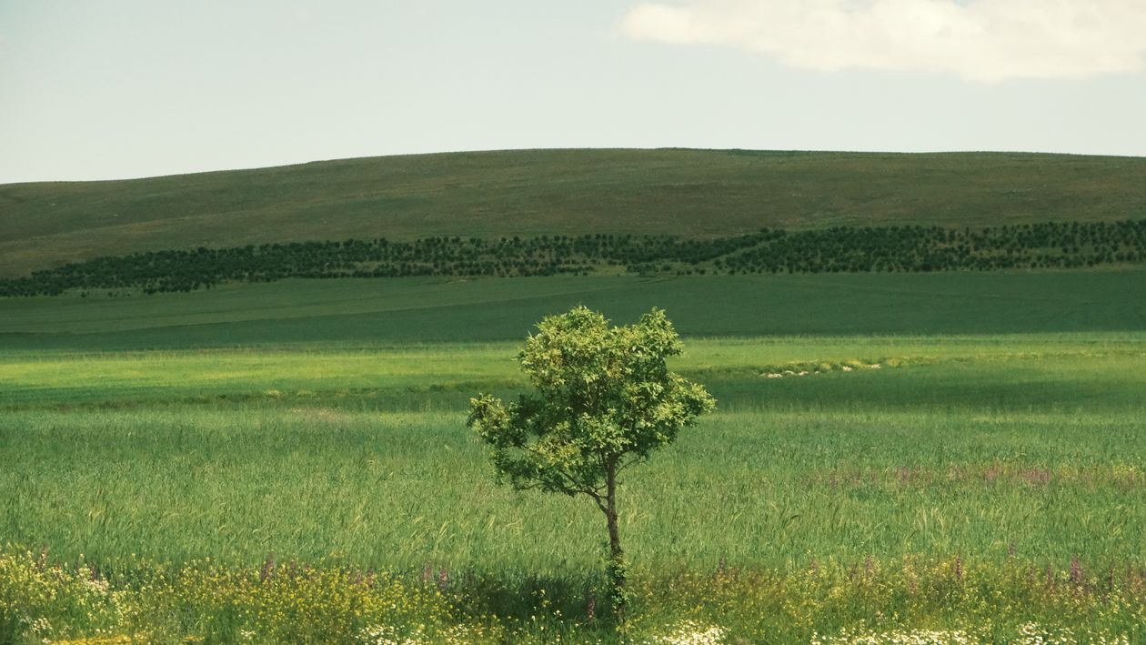 Solitary Tree in Serene Meadow Landscape · Free Stock Photo