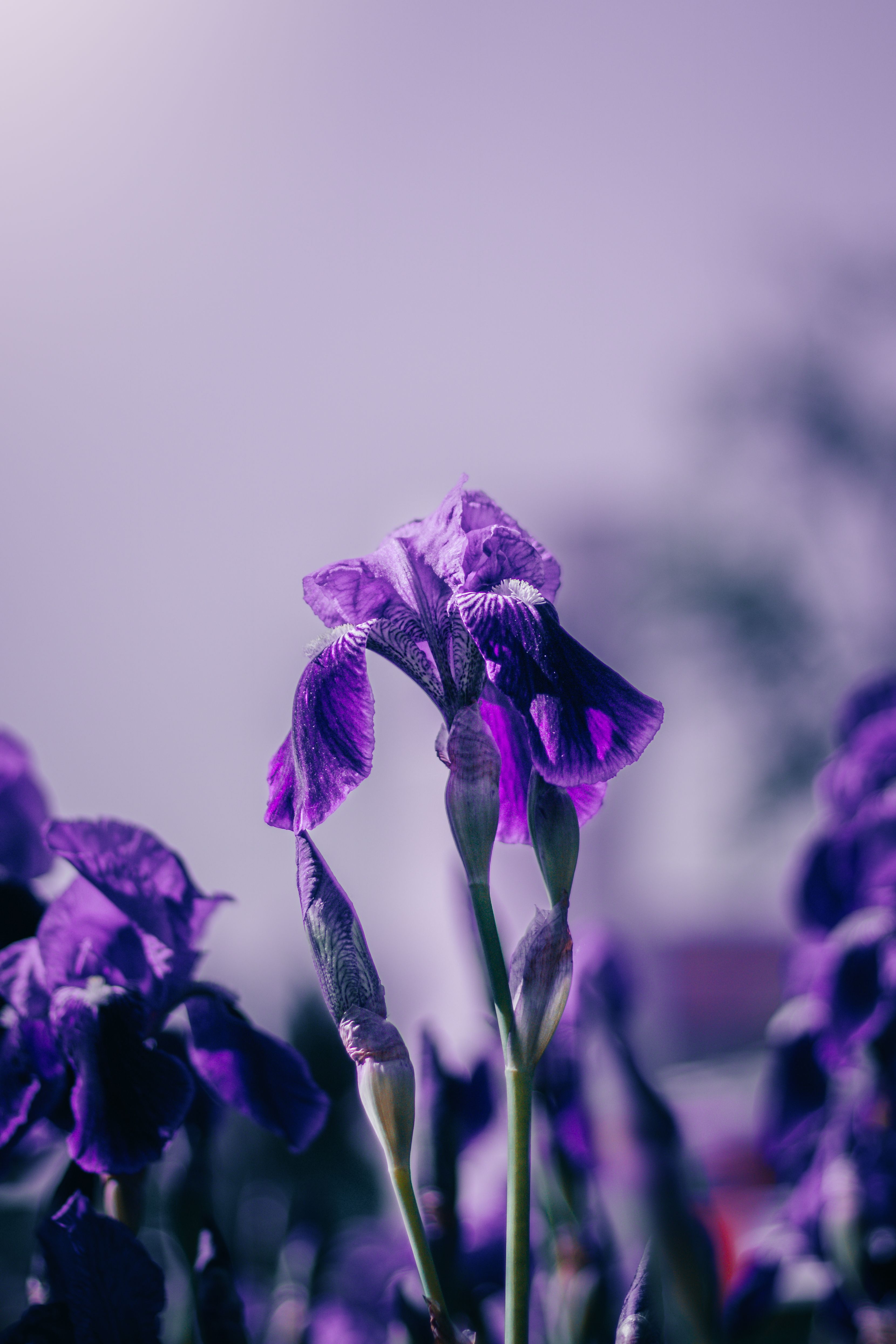 [ColoSach]-a-close-up-of-vibrant-purple-iris-flowers-with-lush-green-foliage,-capturing-the-essence-of-spring.