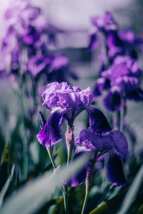 Free Macro shot of purple irises in a spring garden, showcasing vivid petals and lush greenery. Stock Photo