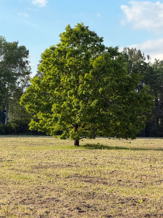 Solitary Oak Tree in Sunlit Meadow · Free Stock Photo