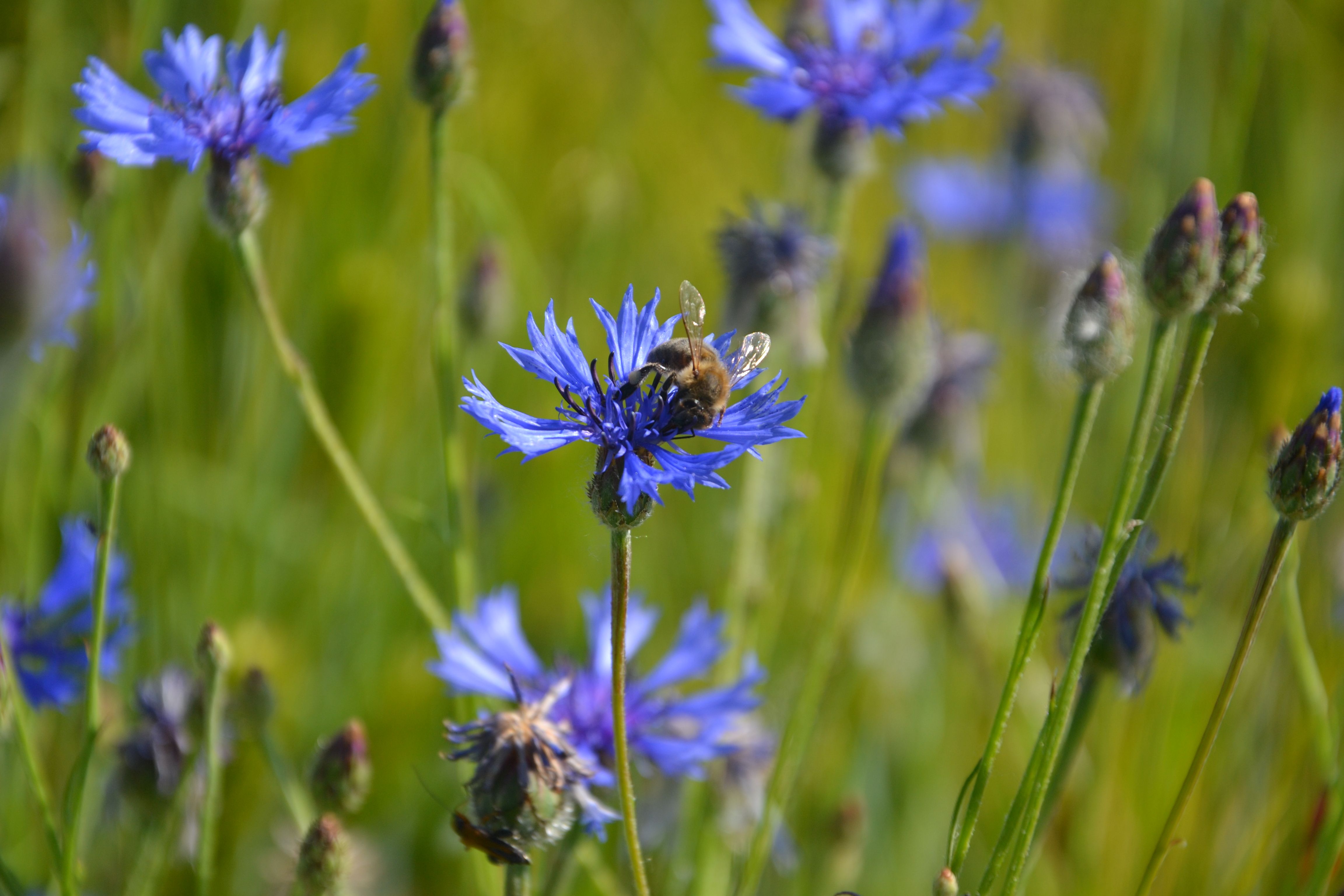 A close-up of a bee collecting nectar from bright blue cornflowers in a summer meadow.