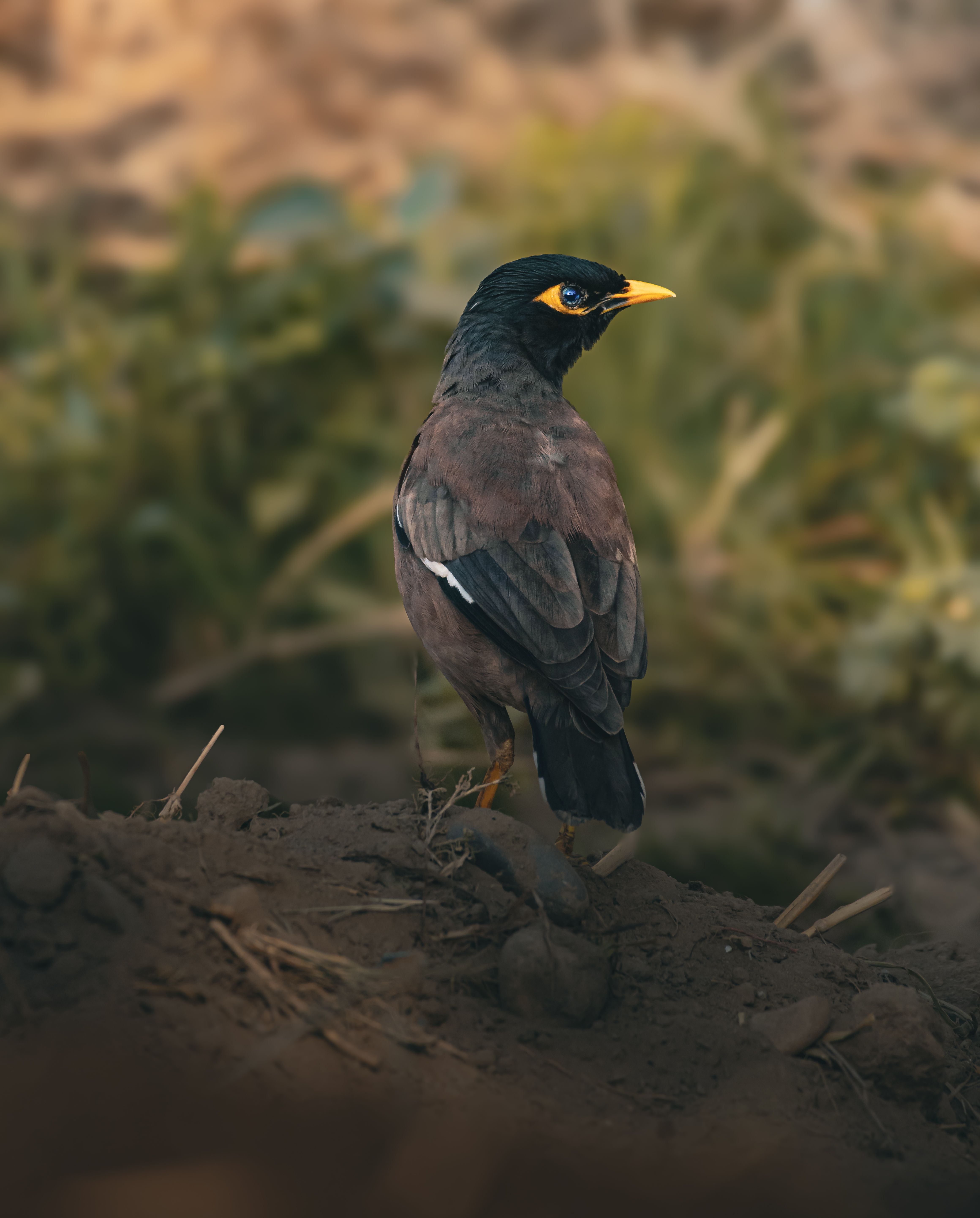 A vivid portrait of a common myna bird with a natural background, captured outdoors in Pakistan.