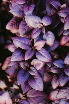 Close-up view of vibrant purple garden leaves creating a lush, natural texture.