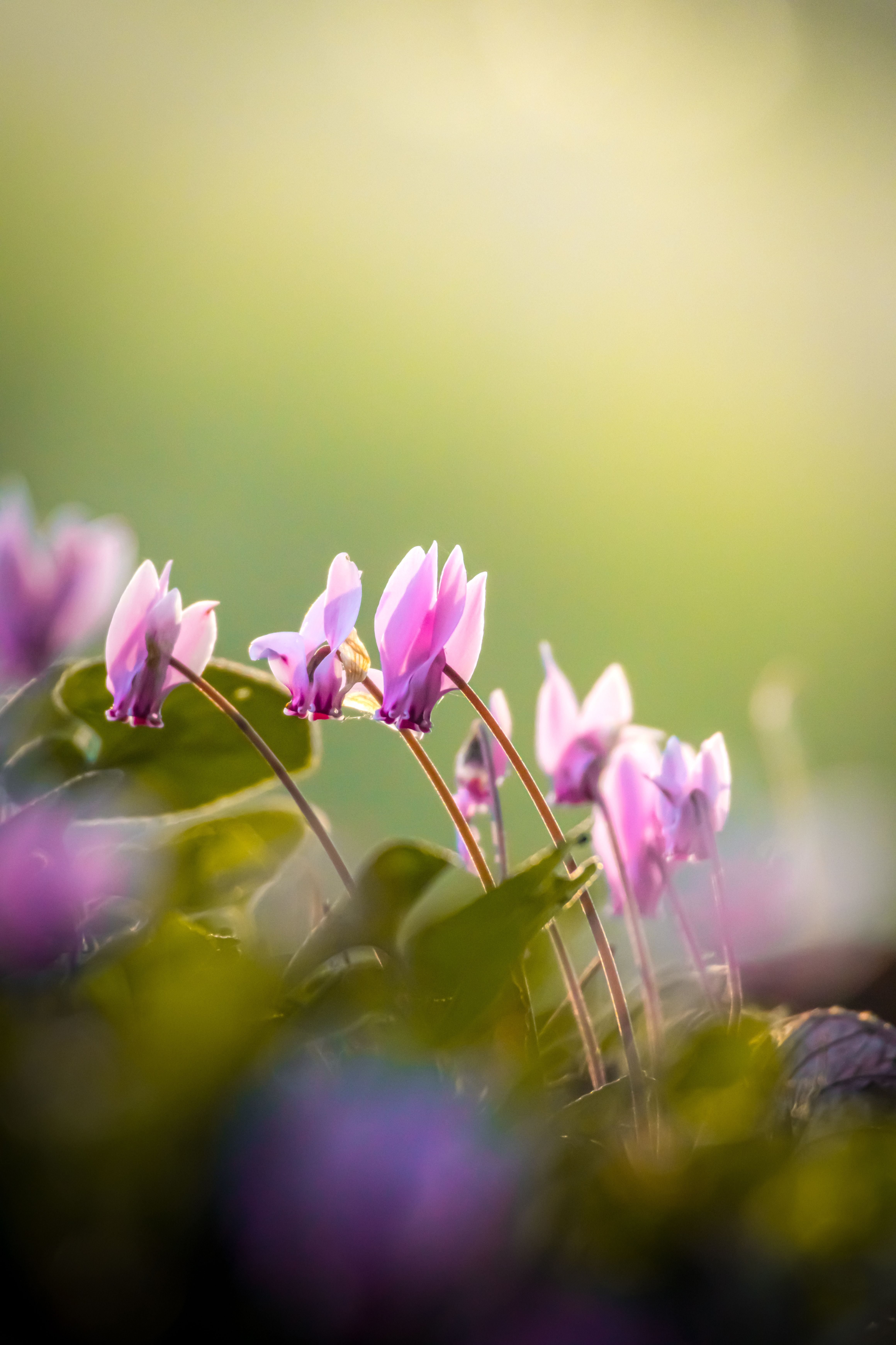 [ColoSach]-delicate-pink-cyclamen-flowers-blooming-in-a-serene-natural-setting-with-gentle-lighting.