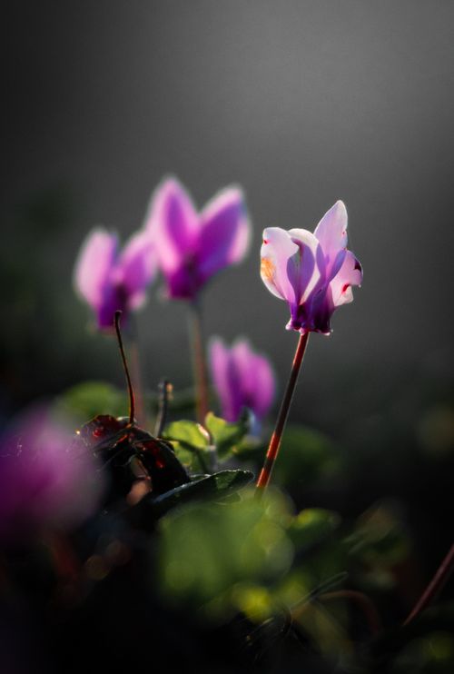 Free Vibrant close-up of purple Cyclamen flowers blooming with soft focus in natural light. Stock Photo