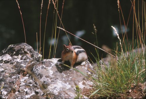 Free A chipmunk sits on a rock surrounded by grass and plants in a serene outdoor setting. Stock Photo