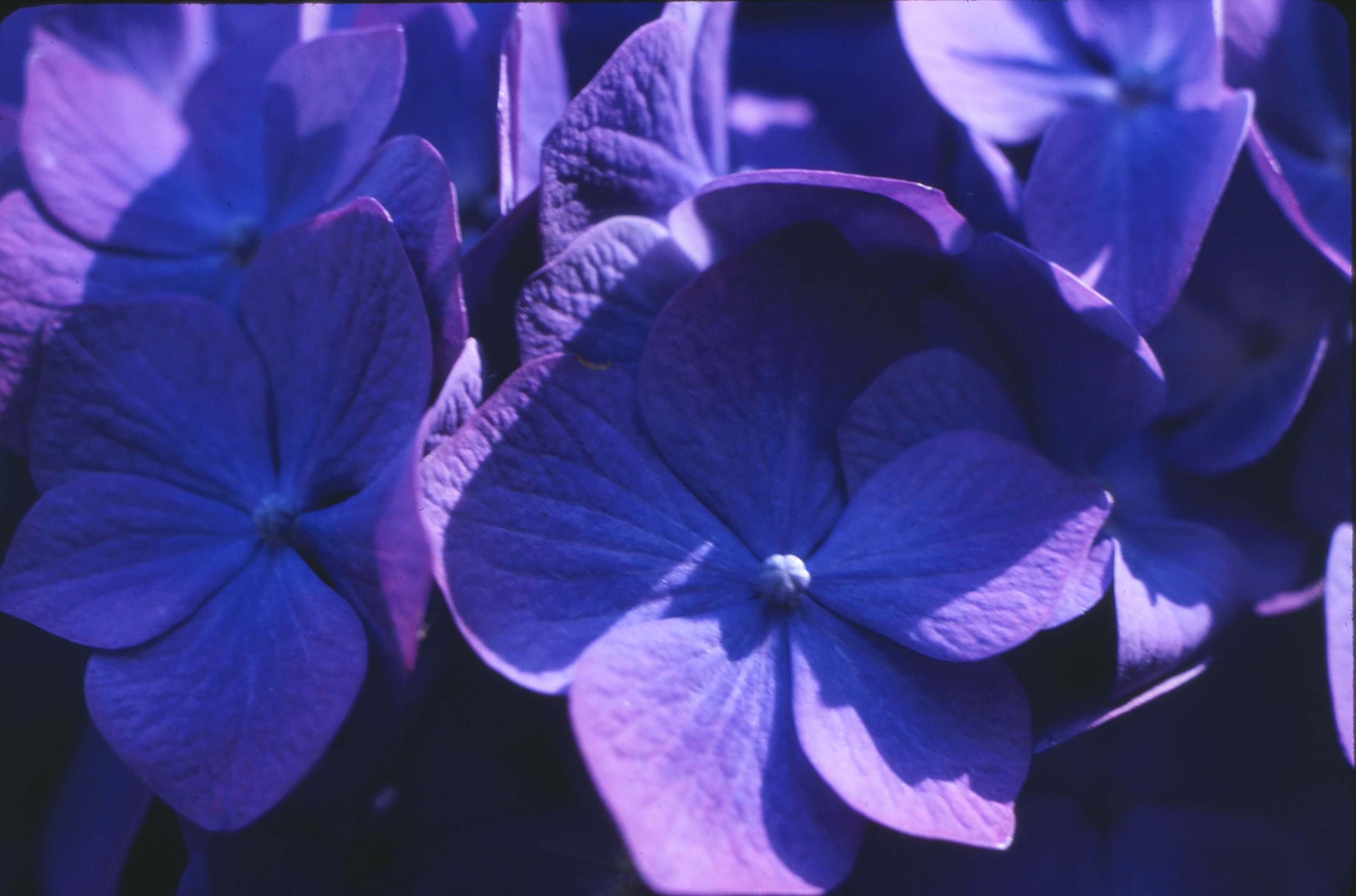 [ColoSach]-close-up-of-vivid-purple-hydrangea-blooms-in-natural-light.